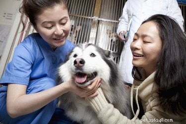 Dog Vestibular Disease: Symptoms, Causes, and Recovery