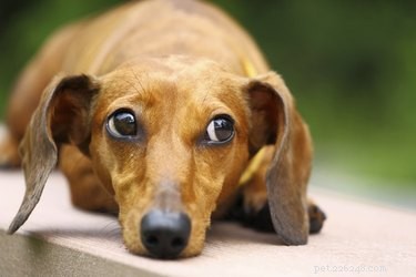Understanding Dark Skin in Dogs: Causes and When to Seek Veterinary Care