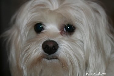 Dog Hair Follicle Infections: Symptoms, Causes & Treatment