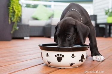 Premium Growth Supplements for Dogs: Boost Health & Vitality