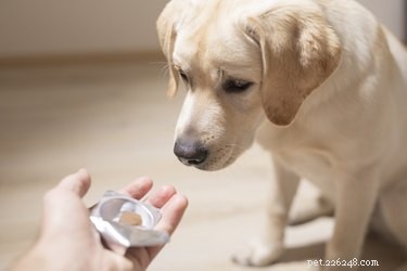 Premium Growth Supplements for Dogs: Boost Health & Vitality