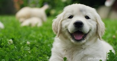 Premium Growth Supplements for Dogs: Boost Health & Vitality