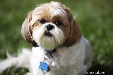 Shih Tzu Health Issues: Common Conditions & Early Detection Tips