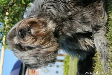 Effective Relief for Your Dog s Skin Rash