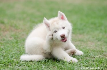 Effective Home Remedies to Stop Your Dog s Itching and Scratching