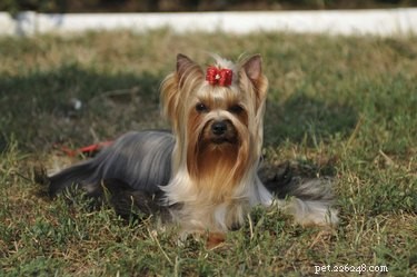 Understanding and Managing Eye Discharge in Yorkshire Terriers
