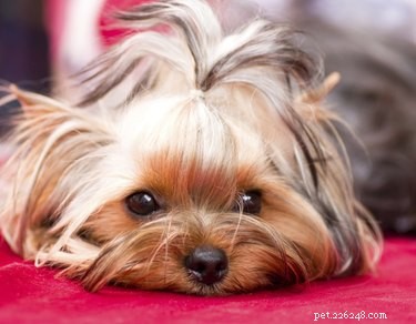 Understanding and Managing Eye Discharge in Yorkshire Terriers
