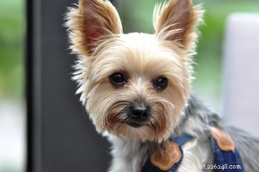 Understanding and Managing Eye Discharge in Yorkshire Terriers