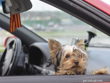 Understanding and Managing Eye Discharge in Yorkshire Terriers