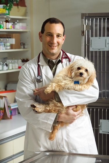 Understanding Codeine Side Effects in Dogs: A Vet’s Guide
