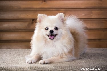 Black Skin Rash in Dogs: Causes, Diagnosis, and Treatment