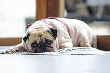 What to Watch for After Your Dog Is Spayed: Key Symptoms and Recovery Tips