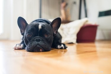 What to Watch for After Your Dog Is Spayed: Key Symptoms and Recovery Tips