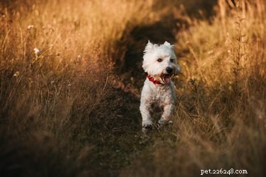 Safe & Effective Natural Gnat Repellent for Dogs