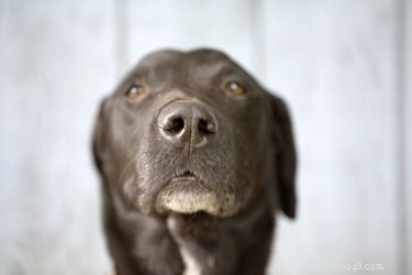 Why Does My Senior Dog Suddenly Smell Bad? Understanding Causes & Solutions