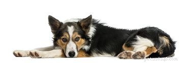 Understanding Diazepam Side Effects in Dogs: What Owners Need to Know