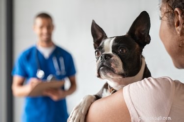 Cefpodoxime Proxetil for Dogs: What You Need to Know About Side Effects