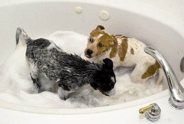 Safe Alternatives to Steroids for Dogs: Managing Itching & Inflammation