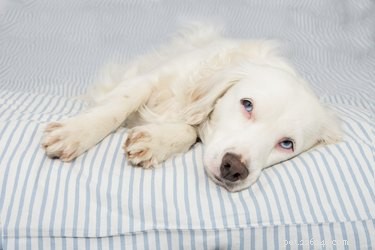 How Rats Threaten Your Dog: Diseases and Prevention Tips