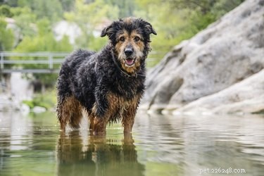 Dog Saliva Allergy: Key Symptoms & Expert Management Tips