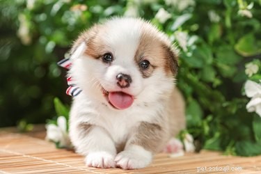 Dog Saliva Allergy: Key Symptoms & Expert Management Tips