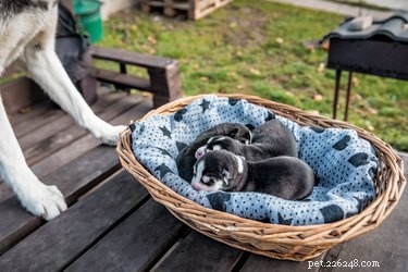 Pyrantel Dog Wormer: Safe & Effective Deworming for Puppies & Adults