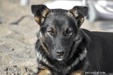 Pyrantel Dog Wormer: Safe & Effective Deworming for Puppies & Adults