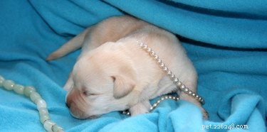 Understanding Clindamycin Side Effects in Dogs: A Veterinary Guide