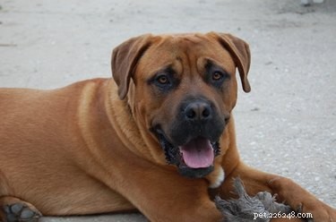 Effective Natural Treatments to Eliminate Parasites & Worms in Dogs