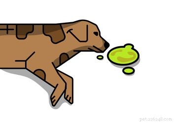 Understanding Your Dog s Yellow Bile Vomiting: Causes, Symptoms, and When to Seek Veterinary Care