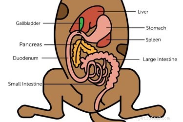 Understanding Your Dog s Yellow Bile Vomiting: Causes, Symptoms, and When to Seek Veterinary Care