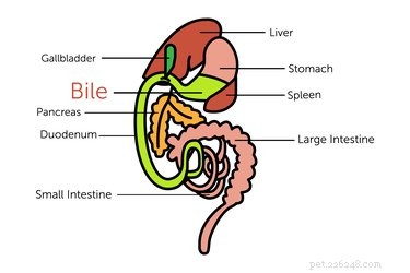 Understanding Your Dog s Yellow Bile Vomiting: Causes, Symptoms, and When to Seek Veterinary Care