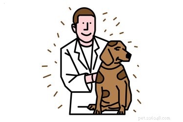 Understanding Your Dog s Yellow Bile Vomiting: Causes, Symptoms, and When to Seek Veterinary Care
