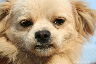 Potential Side Effects of Angels  Eyes Dog Eye Cleaner