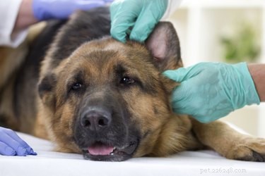 How to Spot a Concussion in Your Dog: Key Warning Signs & Immediate Action