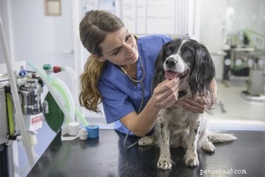 How to Spot a Concussion in Your Dog: Key Warning Signs & Immediate Action