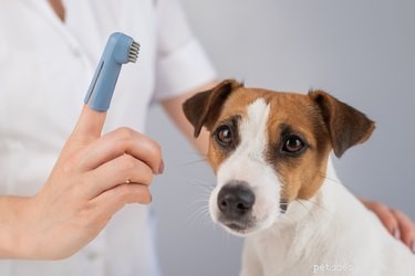 How to Spot a Concussion in Your Dog: Key Warning Signs & Immediate Action