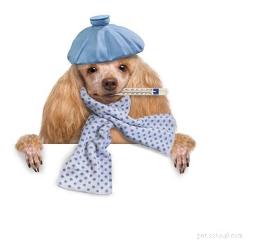 Recognizing Pulmonary Edema in Dogs: Key Signs & Immediate Action