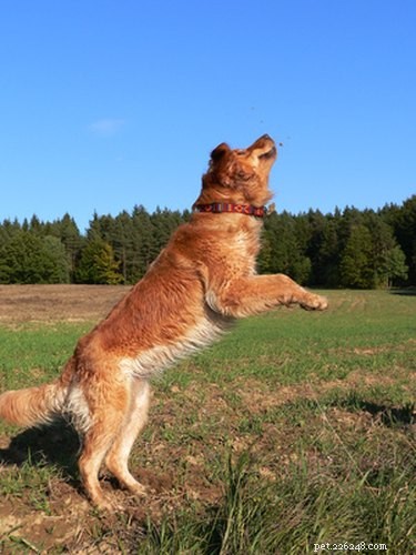 Recognizing Dog Sprain Symptoms: Signs, Severity, and Care