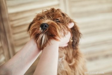 Understanding Hard Lumps in Dogs: When to Seek Veterinary Care