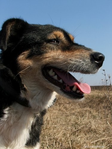 Understanding Fast-Growing Mast Cell Tumors in Dogs