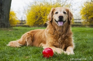 What Causes Heavy Breathing in Dogs? Understanding Common and Serious Factors