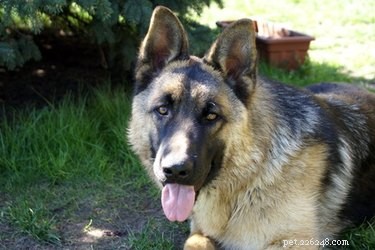 What Causes Heavy Breathing in Dogs? Understanding Common and Serious Factors