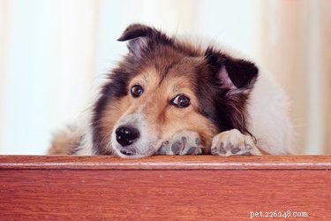 Recognizing and Responding to a Dog s Staircase Fall: Key Symptoms and Immediate Care