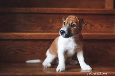 Recognizing and Responding to a Dog s Staircase Fall: Key Symptoms and Immediate Care