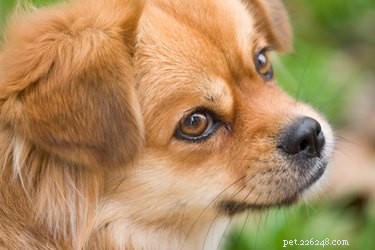 Proper Cephalexin Dosing Guidelines for Dogs