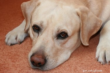 Rimadyl Overdose in Dogs: Symptoms, Risks, and Immediate Actions