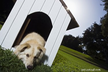 Recognizing Colic in Dogs: Key Symptoms and Urgent Care Tips