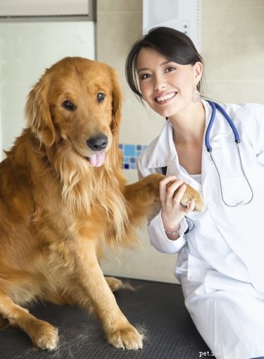 Metronidazole in Dogs: Safe Treatment for Intestinal & Giardia Infections