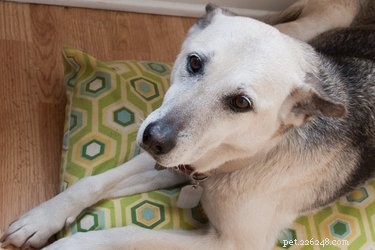 DIY Natural Remedies to Relieve Your Dog’s Itchy Skin